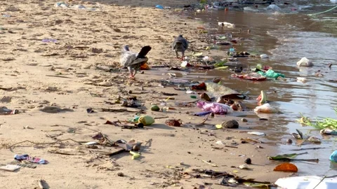 Plastic pollution on the beach 動画素材 241919203
