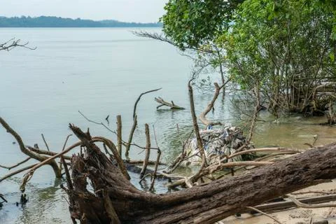 Plastic pollution caught in dead trees Stock Photos