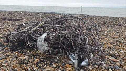 Plastic pollution caught in driftwood on a beach Stock Footage 119212182