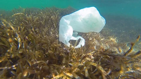 Plastic pollution - a discarded plastic bag drifting over seabed with algae Video stock 114650245