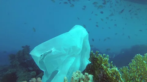Plastic pollution - a discarded wtite plastic bag on tropical coral reef Stock Footage 113197899