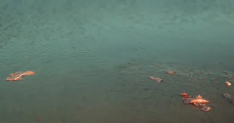 Plastic pollution floating in shallow coastal water near Goa shoreline Stock Footage 336647519