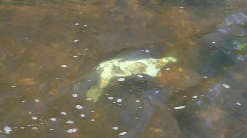 Plastic pollution Stock-Footage 108430736