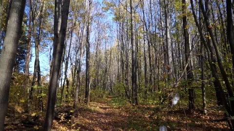 Plastic pollution of the forest and nature. Bottles, bags, and other plastic Stock Footage 140969821
