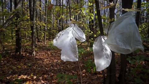 Plastic pollution of the forest and nature. Bottles, bags, and other plastic Stock Footage 141112551