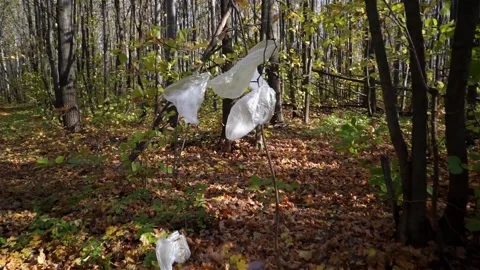 Plastic pollution of the forest and nature. Bottles, bags, and other plastic Stock Footage 141112565