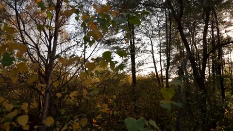 Plastic pollution of the forest and nature. Bottles, bags, and other plastic Stock Footage 142682470