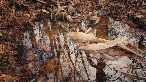 Plastic Pollution in Forest Puddle 스톡 동영상 336683629