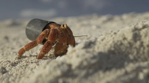 Plastic pollution , hermit crab lives in plastic home, crawling on sand, coral s Stockbeeldmateriaal 123251768