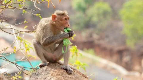 Plastic pollution in the jungle environmental problem. Monkey Crab eating can Stock Photos