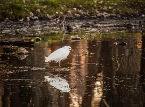 Plastic pollution in the lake. Stock Photos