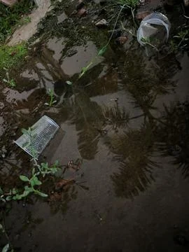 Plastic Pollution in Muddy Puddle with Reflection of Palm Trees Foto stock
