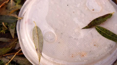 Plastic pollution of nature. Disposable plastic plate on the grass in the fall. Stock Footage 126000649