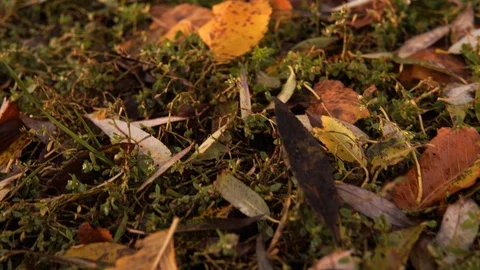 Plastic pollution of nature. Disposable plastic plate on the grass in the fall. Stock Footage 126000771