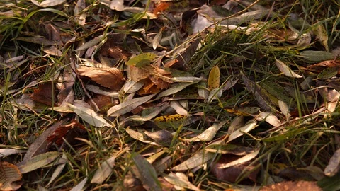 Plastic pollution of nature. Disposable plastic plate on the grass in the fall. Stock Footage 126000859