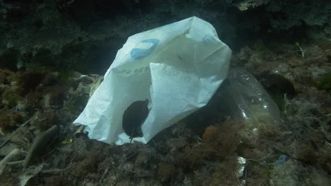 Plastic pollution, Nudibranch sea hare on a white plastic bag on the seabed Stock Footage 133769847