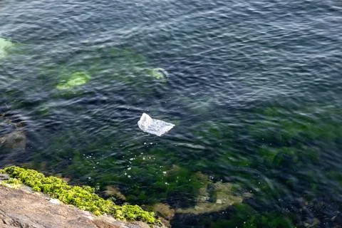 Plastic Pollution in the Ocean with Algae on the Rocky Shoreline Stock Photos