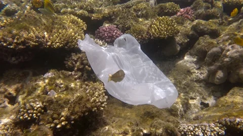 Plastic pollution of the Ocean, a discarded wtite plastic bag on tropical coral Stock Footage 157774590