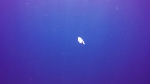 Plastic pollution in ocean Vídeo Stock 86375811