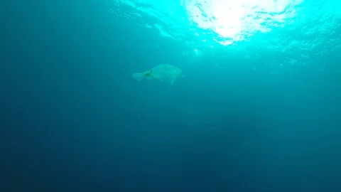 Plastic pollution in ocean Video stock 99536365