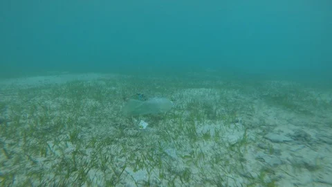 Plastic pollution in ocean 스톡 동영상 115881200
