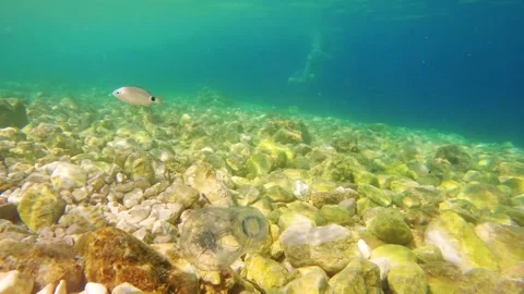 Plastic pollution in ocean waters affects marine ecosystems and wildlife Video stock 338407107