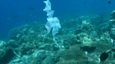 Plastic pollution, plastic bag floating over tropical coral reef. Stock Footage 156202414