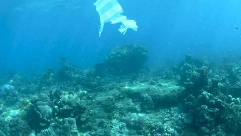 Plastic pollution, plastic bag floating over tropical coral reef. Stock Footage 156202480