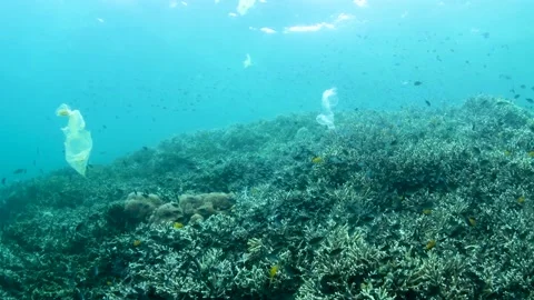 Plastic pollution, plastic bag floating over tropical coral reef. Stock Footage 156202590