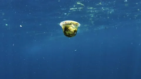 Plastic pollution, plastic bag floating over tropical coral reef. Stock Footage 156202596