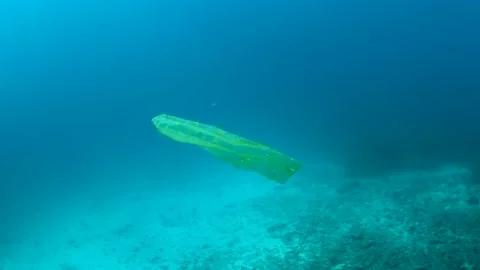 Plastic pollution, plastic bag floating over tropical coral reef. Stock Footage 156202683