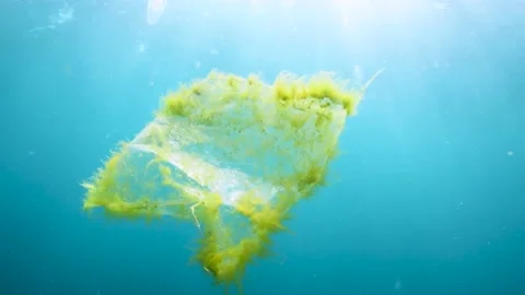Plastic pollution, plastic bag floating over tropical coral reef. Stock Footage 156202704