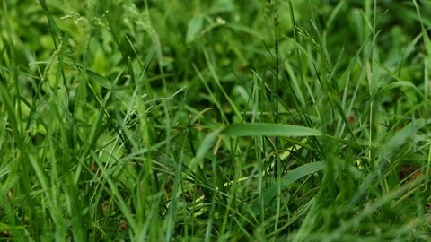 Plastic pollution, plastic cup thrown on the grass in the woods, Stock Footage 108054467