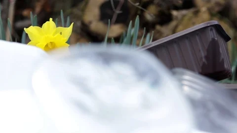 Plastic Pollution, Plastic Raining Down On Yellow Daffodil Flower Stock Footage 104982583