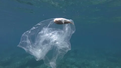 Plastic pollution, Pufferfish died hitting trapped in plastic bag. Discarded Stock Footage 137054390