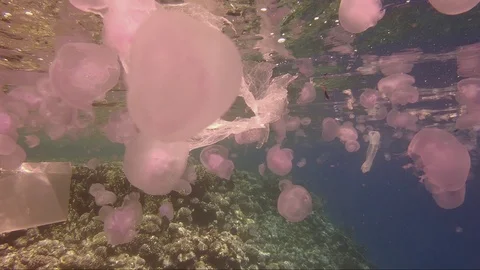 Plastic pollution in red sea: Plastic bags discarded in red sea Video stock 108111723