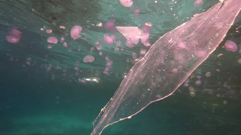Plastic pollution in red sea: Plastic bags discarded in red sea Stock-Footage 108121552