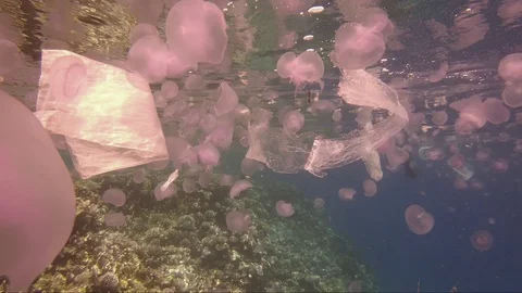 Plastic pollution in red sea: Plastic bags discarded in red sea Video stock 108121804