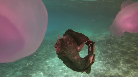 Plastic pollution in red sea: Plastic bags discarded in red sea Stock-Footage 108258835