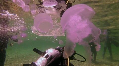 Plastic pollution in red sea: Plastic bags discarded in red sea Stock Footage 108581166