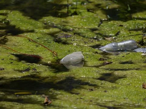 Plastic pollution in a river, environmental problems Stock Photos