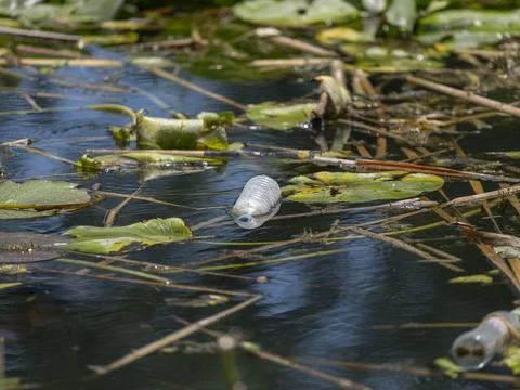 Plastic pollution in a river, environmental problems Stock Photos
