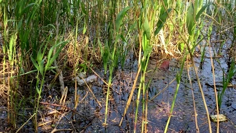 Plastic pollution, used plastic bottles in a pond in the sun. Stock Footage 194412314