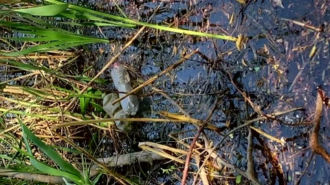 Plastic pollution, used plastic bottles in a pond in the sun.vertical video Stock Footage 194412422