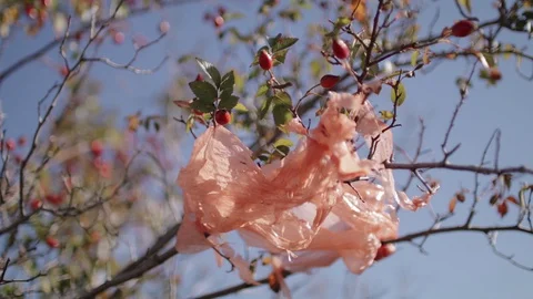 Plastic polyethylene trash on a branch of rosehip tree Stock Footage 129614033