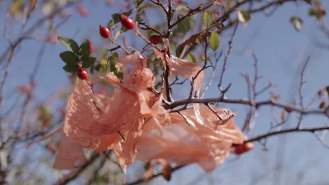 Plastic polyethylene trash on a branch of rosehip tree Stock Footage 129780613