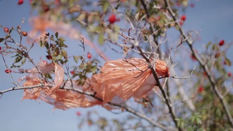 Plastic polyethylene trash on a branch of rosehip tree Stock Footage 129845707
