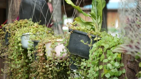 Plastic pot Stock Footage 205493745