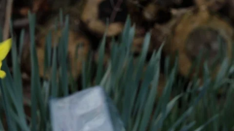 Plastic Raining Down On Out Of Focus Yellow Daffodil Flower Stock Footage 104982580
