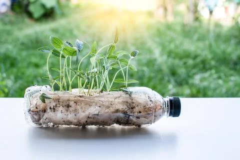 Plastic recycle. Close up and selective focus on the tree are planted in re.. Stock Photos